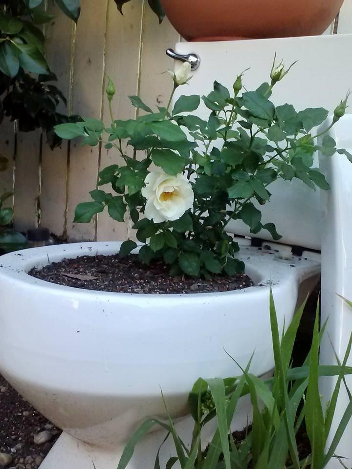 My Green Rose is blooming!!!