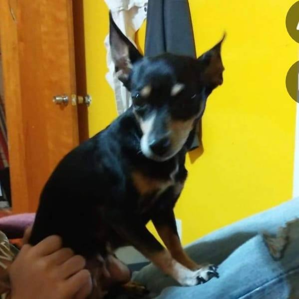 Desiree Scruggs
January 20 at 10:57 PM
Precious has been missing from the N. Greenwood and N. K Street area for 5 days.
She has seizures and is 12 years old.
If seen or you know where she might be please call 918-413-69