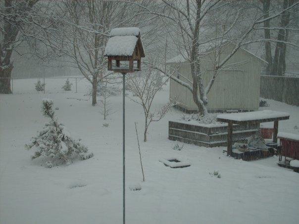 my back yard...I made the bird feeder