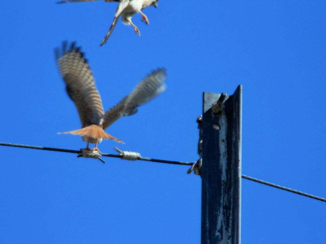 look who's watchin' my back yard