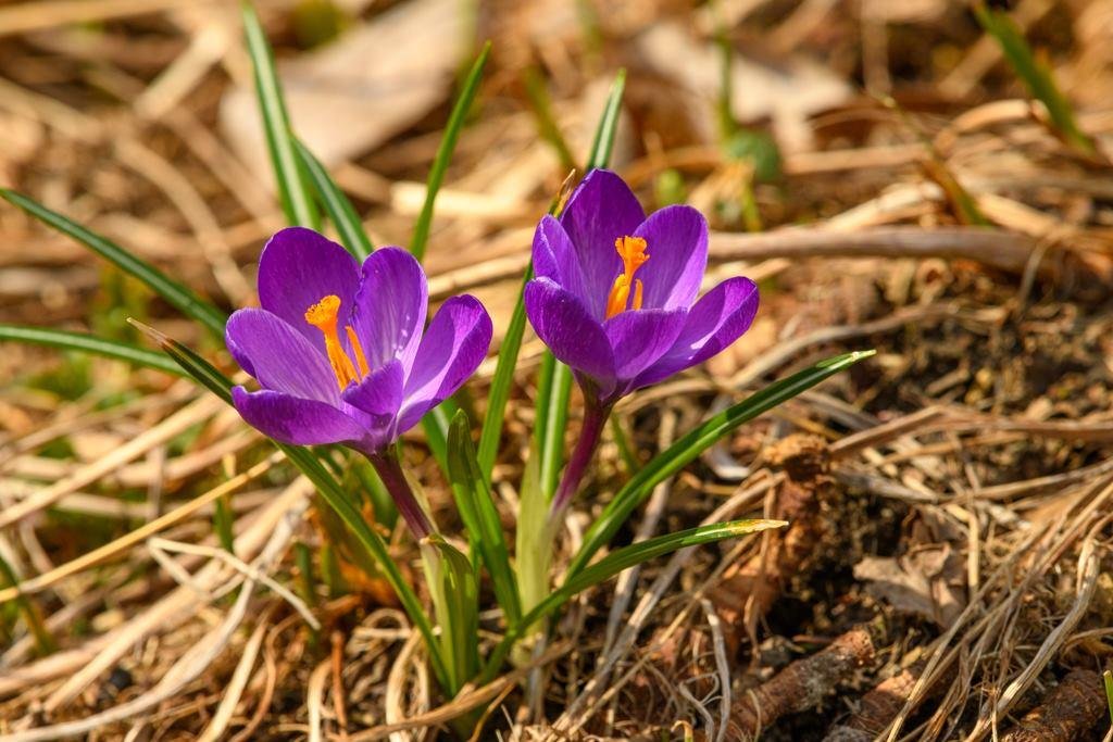 Yesterday was the first time this year that I got to enjoy some time outside without a jacket. It was nice. The morning sun shining on these crocus blooms added some cheer to the day.🙂