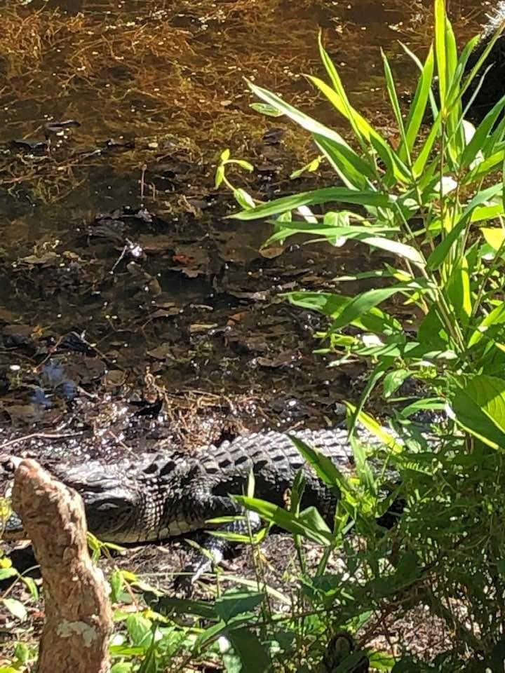 Just a few gators on a trip to Magnolia Plantation....out and about