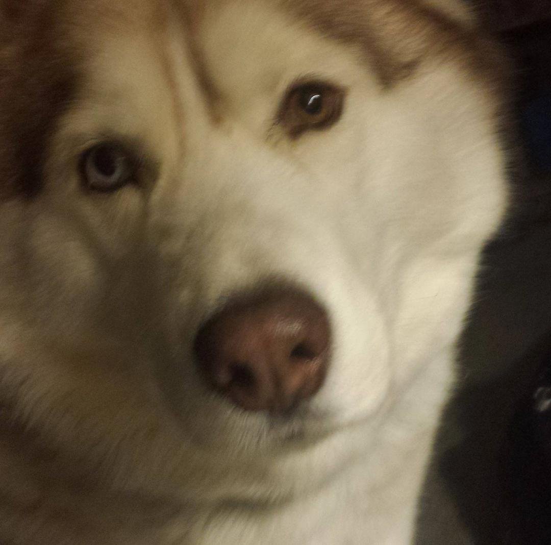 It is with heavy hearts I share the sad news of our beloved Shadow's passing. We took him to vets Tuesday am, he wasn't eating and not drinking hardly at, all. The vets said he had 2 things going on. Pancreatitis and a tumo