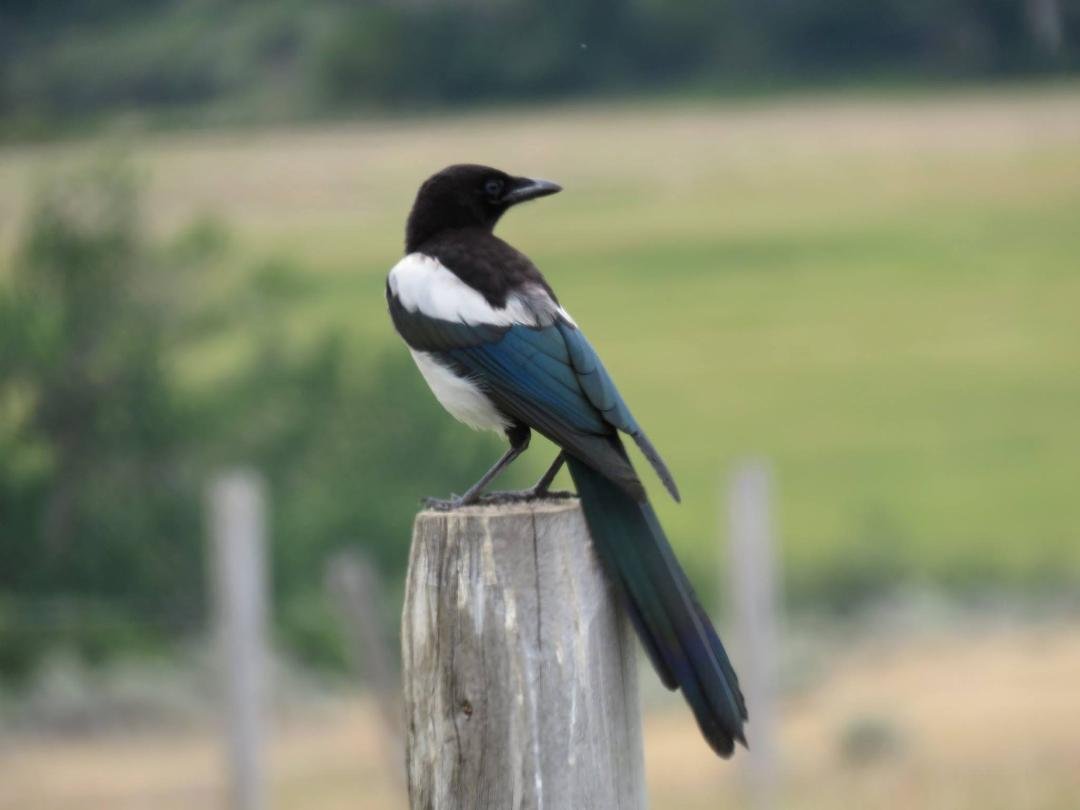 Black-billed Magpie on the Lemhi Backcountry Road Birding Loop.