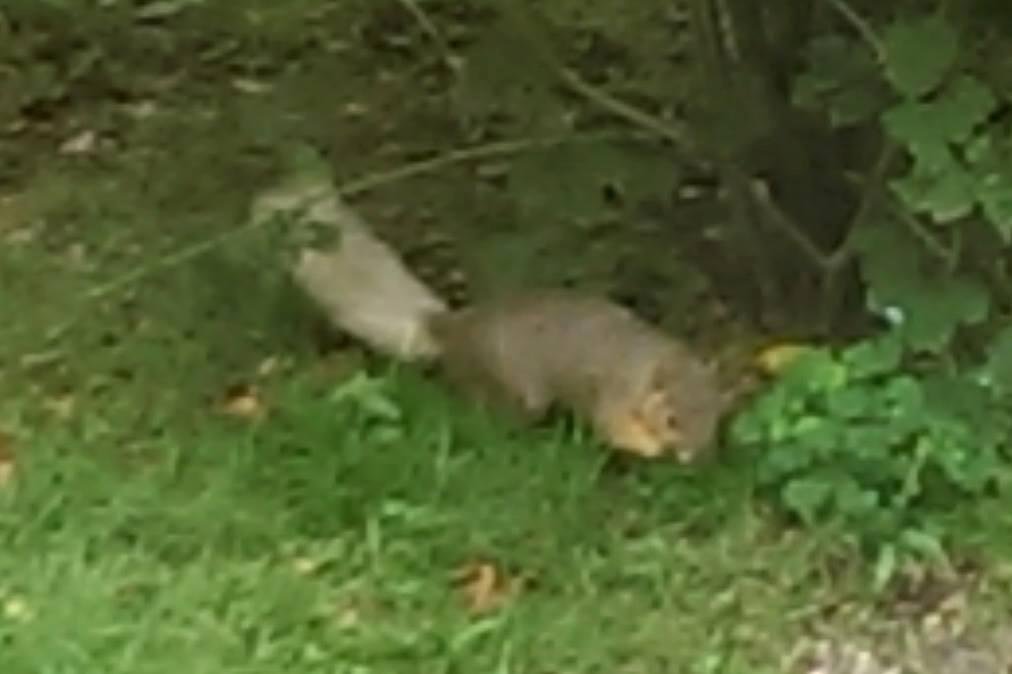 White tailed squirrel in father-in-law's back yard.