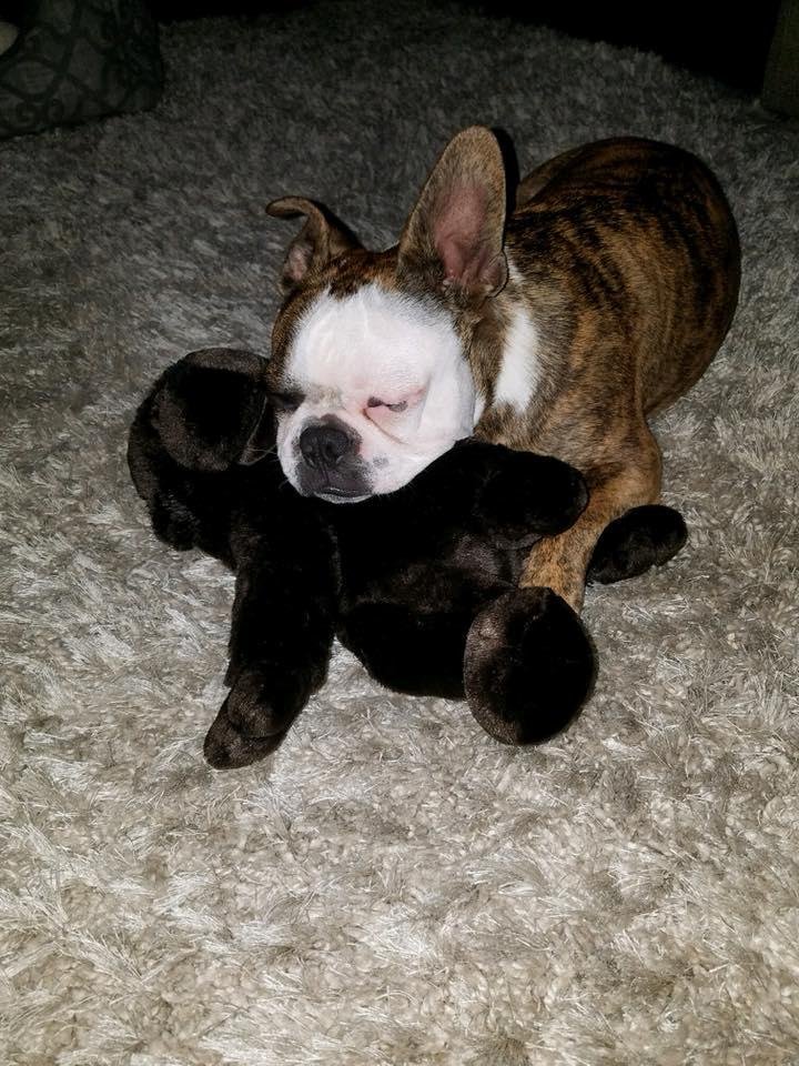 Happy 2nd birthday to my sweet Grandog Wilson🎉💙😍🎁🎂🎉