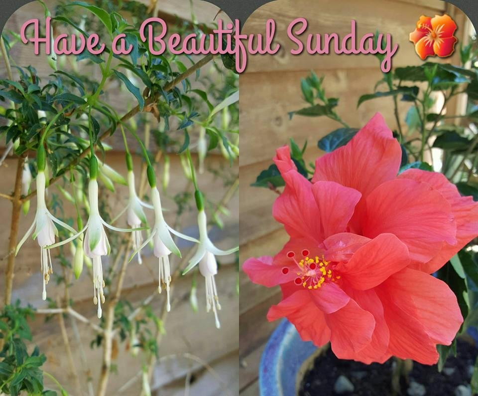 Have a Beautiful Sunday 🌺