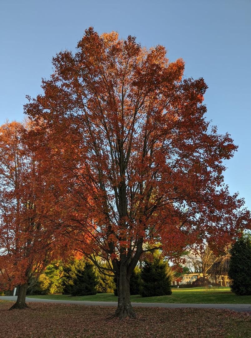The last days of fall in the yard.