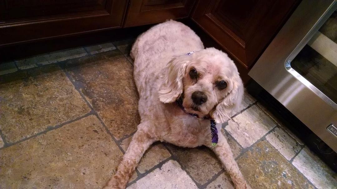 Our Windy is 13 today..... Happy birthday