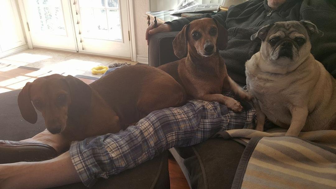 I ran out of lap space with Buffy ,Dexter and Miss Tittles