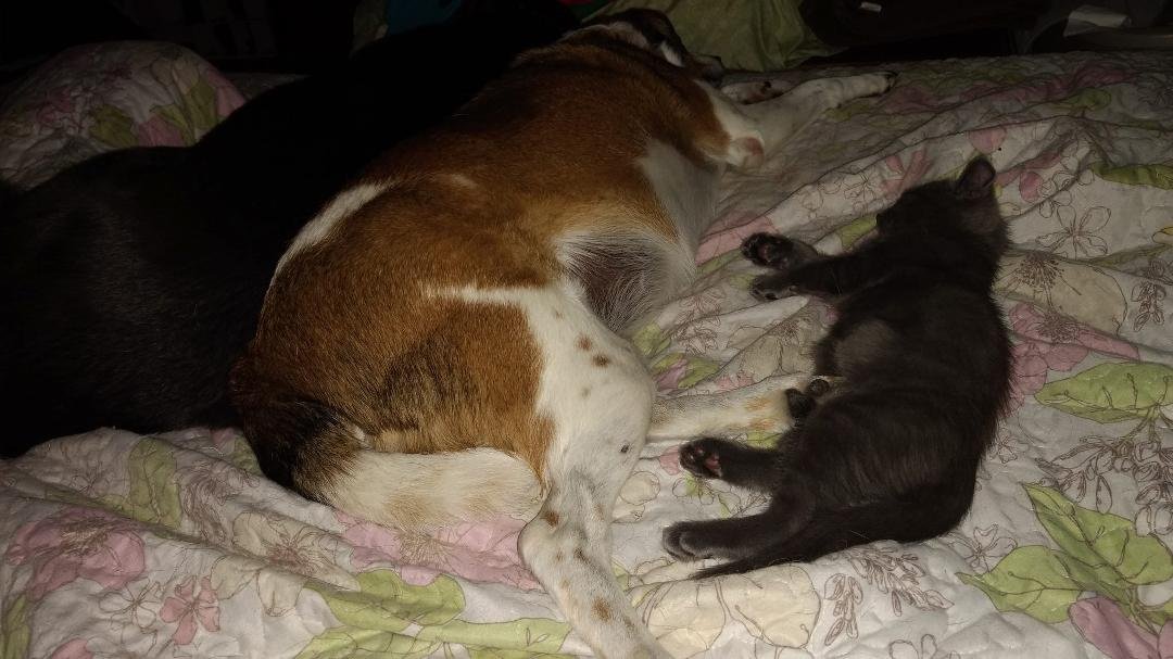Just one of the gang