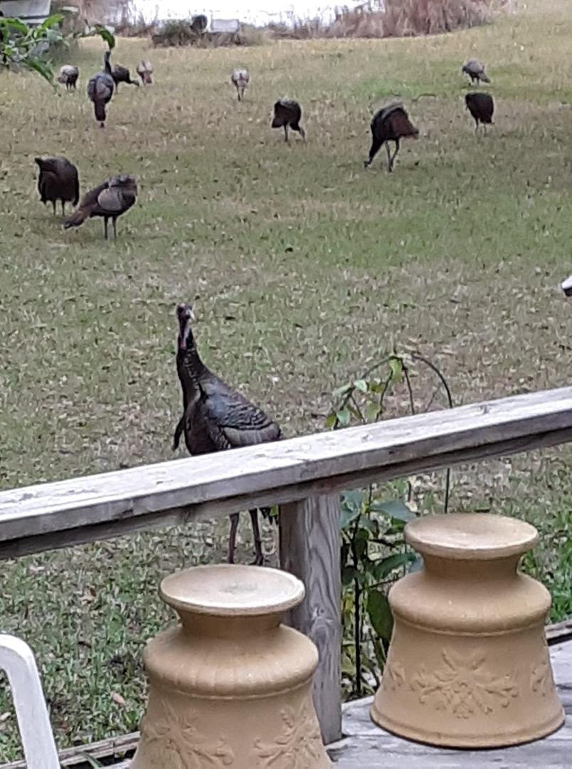 Turkey trot!