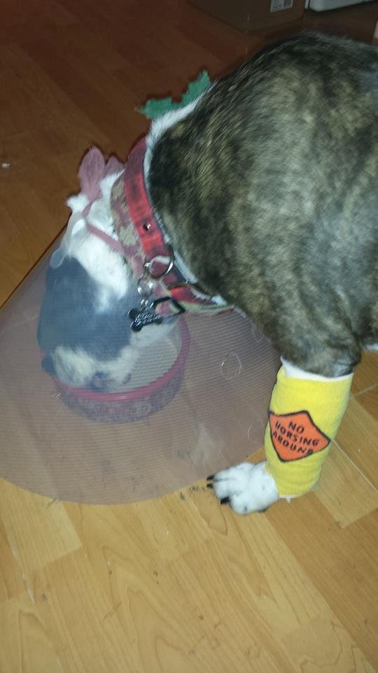 Sarah Lee just home from her lump surgery.Wearing an Elizabethan collar and a reminder for no horsing around for a week or so. A light dinner.Everyone was so nice at the vet but we're all happy to be home.Thank you for you