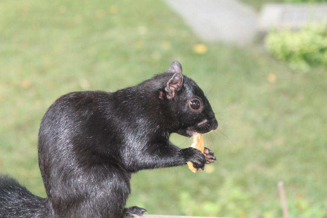 Our furry friend he loves them Ritz crackers as well