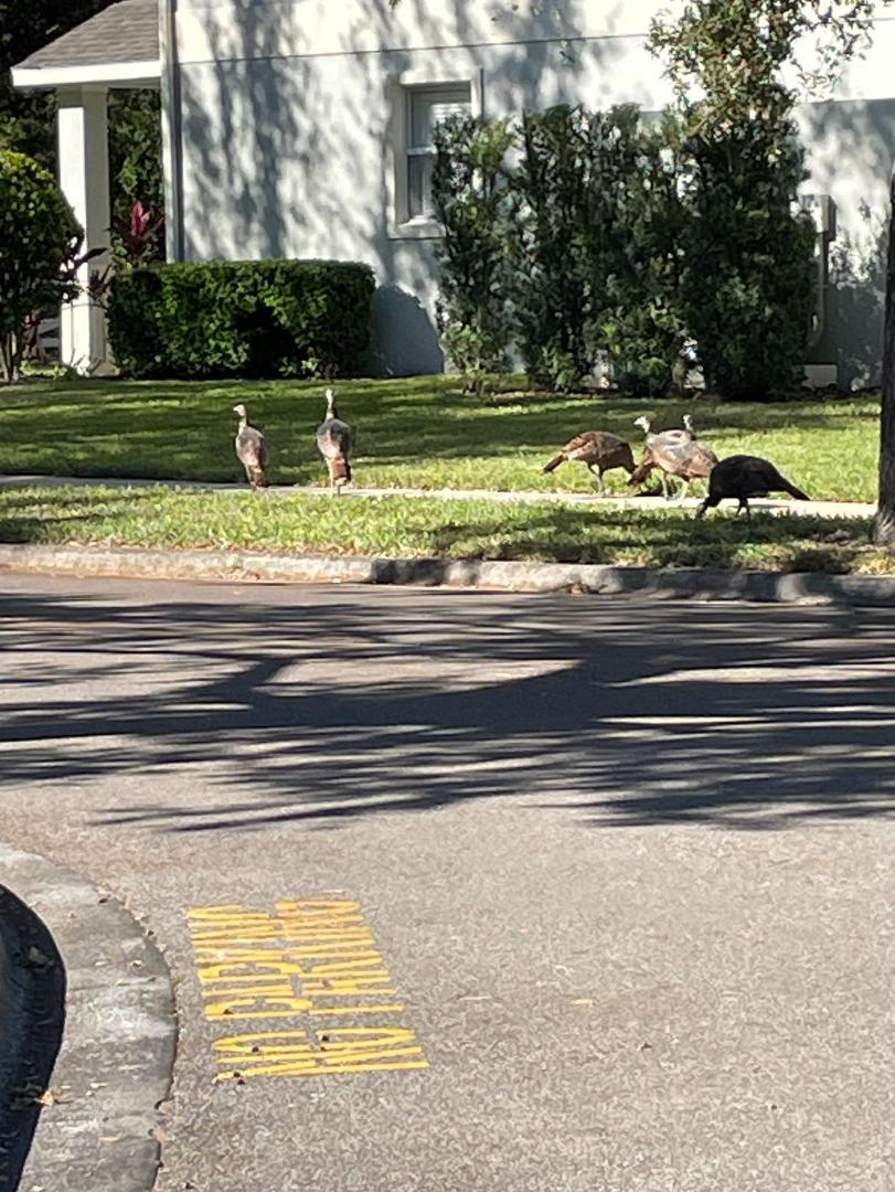 This is certainly a tough neighborhood. Even the wild turkeys travel in a gang.