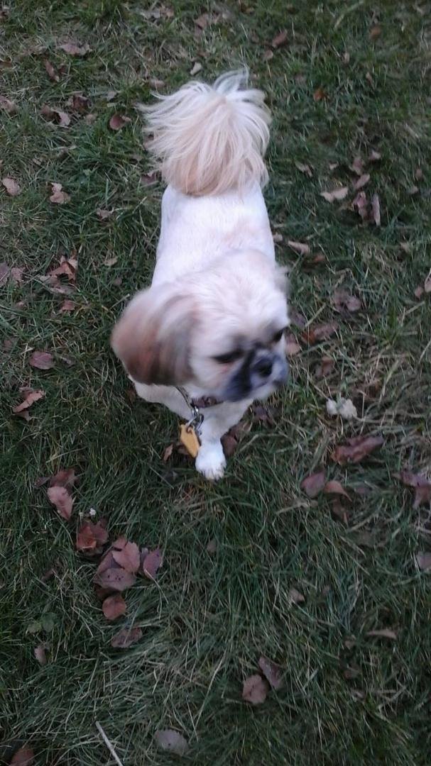doris