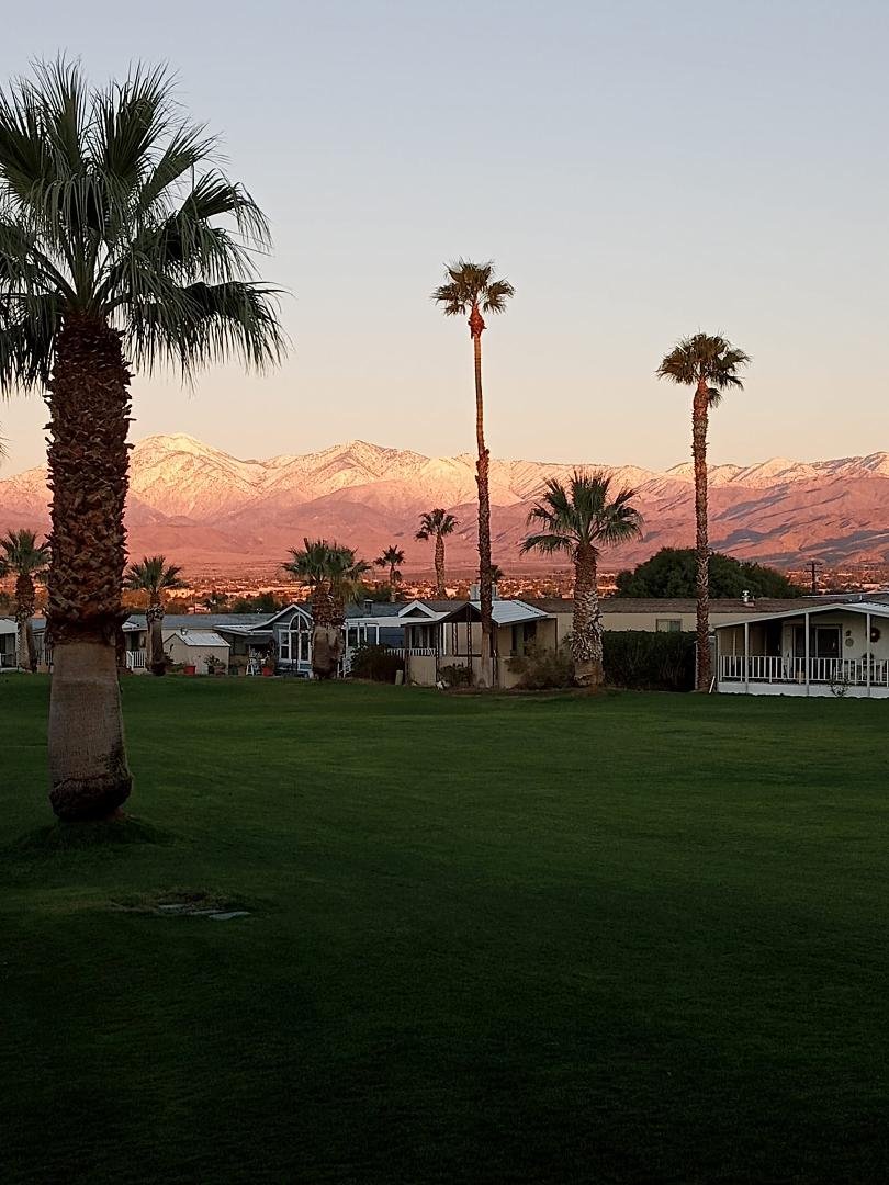 Pink snow and palm trees with my coffee this morning ☺️