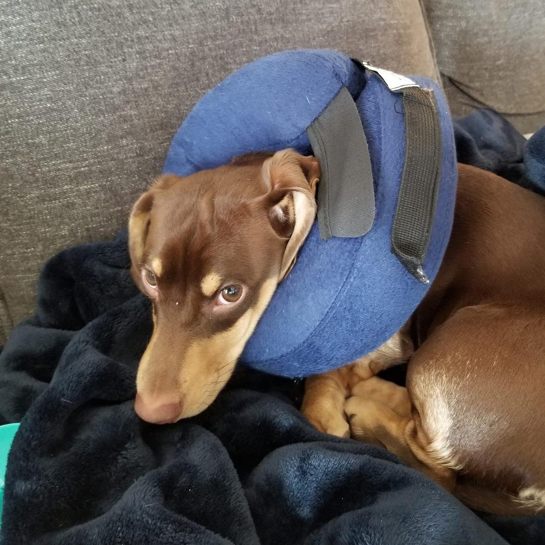 Watching this little guy at his house while his momma works..he is a master of removing his collar  (instead of the hard cone )which he must wear for at least 10 days after his little operation..lol  nothing slows him down.