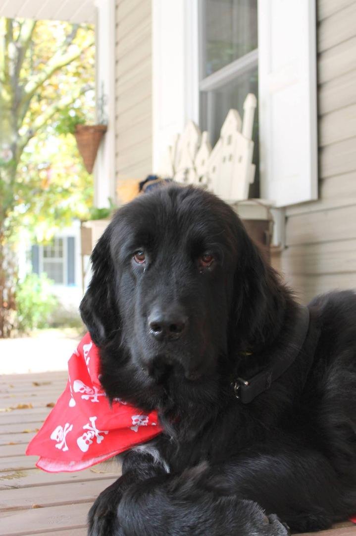 Happy 3rd Birthday Tank!