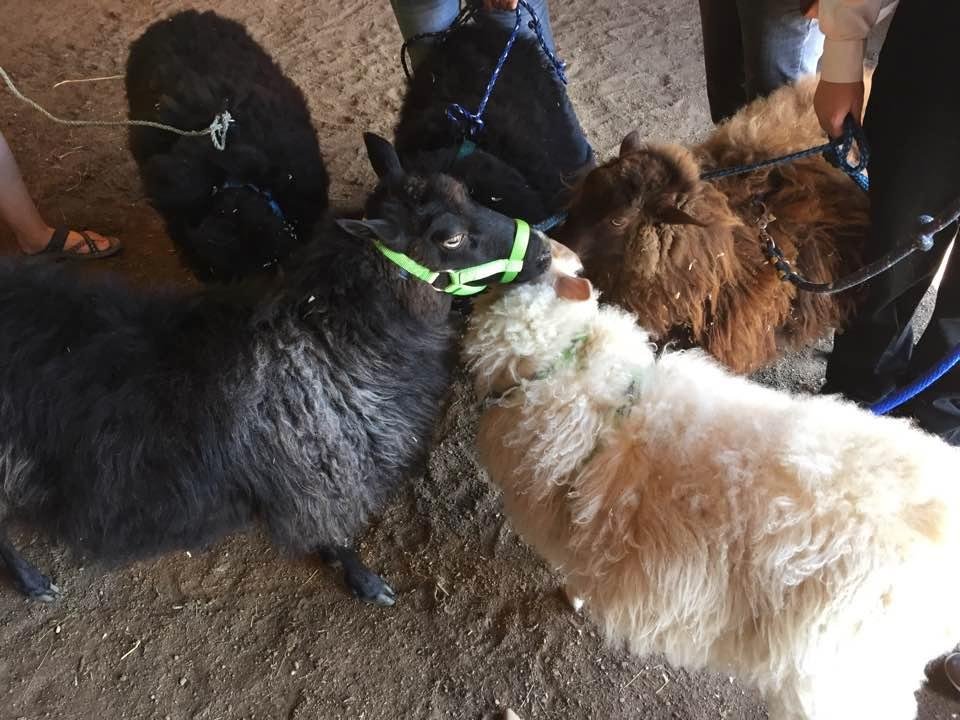 Debbie's sheep having a pre show conference