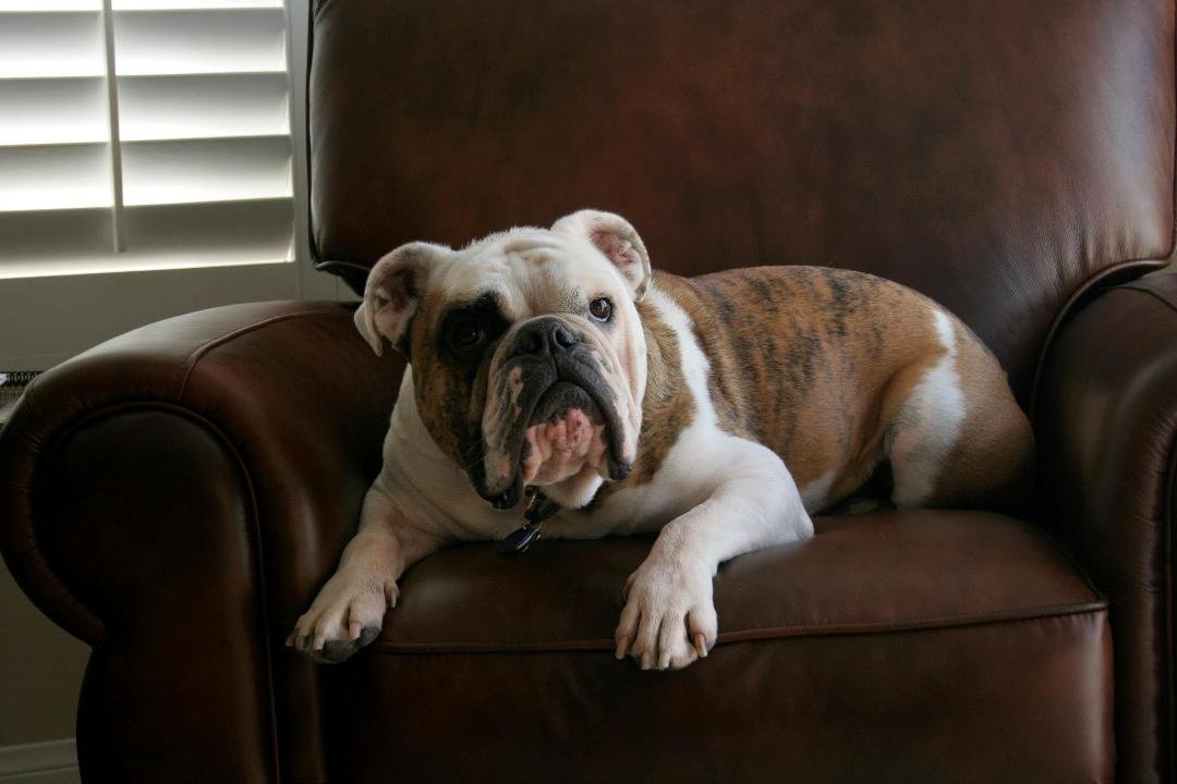 Best Friend Ace Bulldog