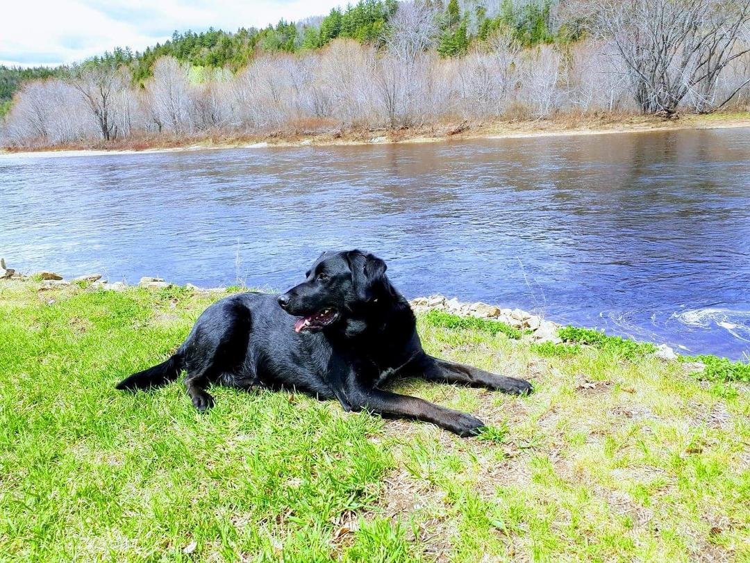 Michele took a picture of Wonka this past Saturday -- our first stay at the cabin this spring where we had running water. (Thanks to Tim for putting in the water pump!). Wonka likes sunning himself by the river. He rolls a