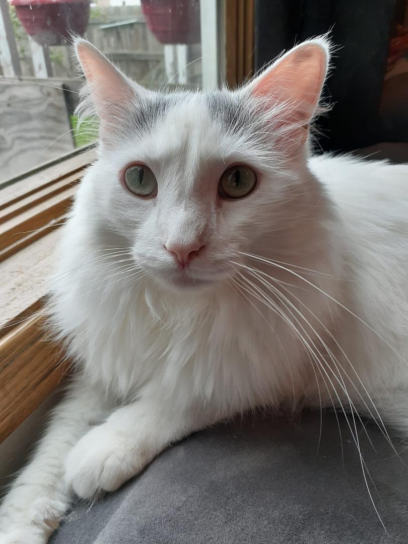 Gizmo, son of Lola the shop cat...