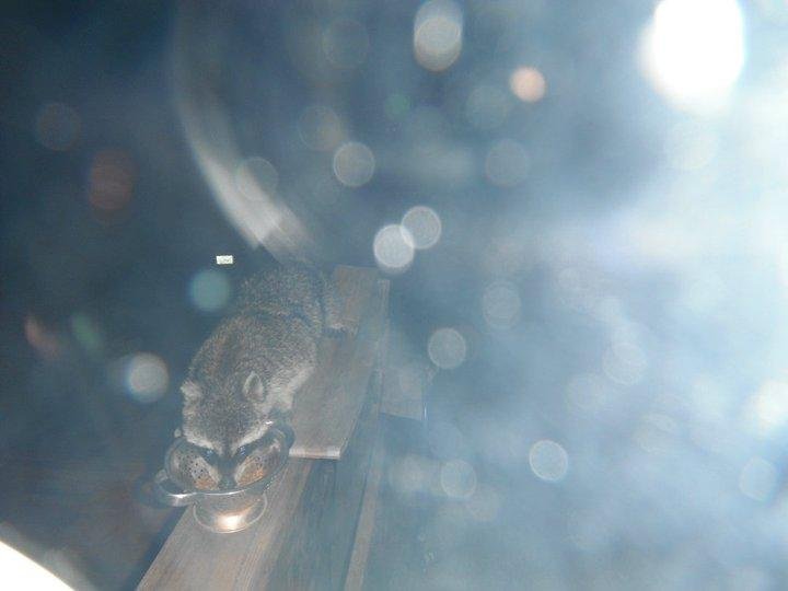 Susan Logan's album, coons and spider