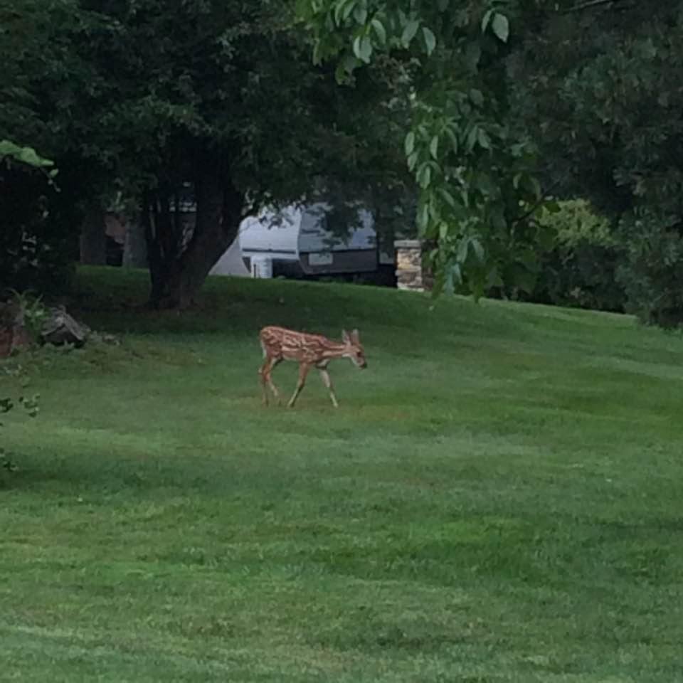 Nice pets in the yard