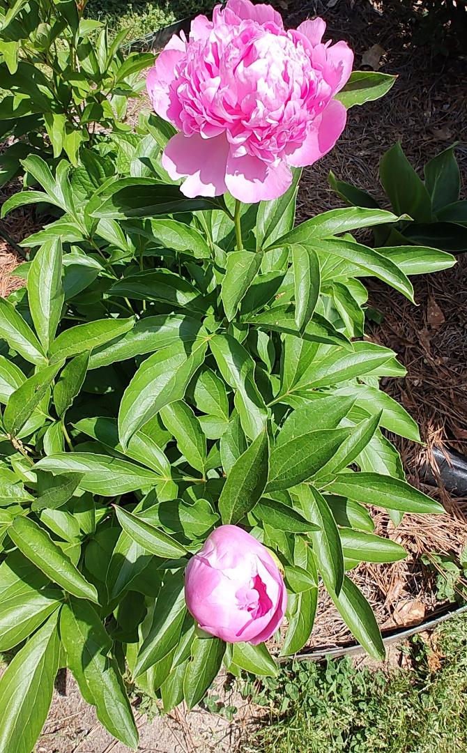Susan Woodson's album, Timeline photos