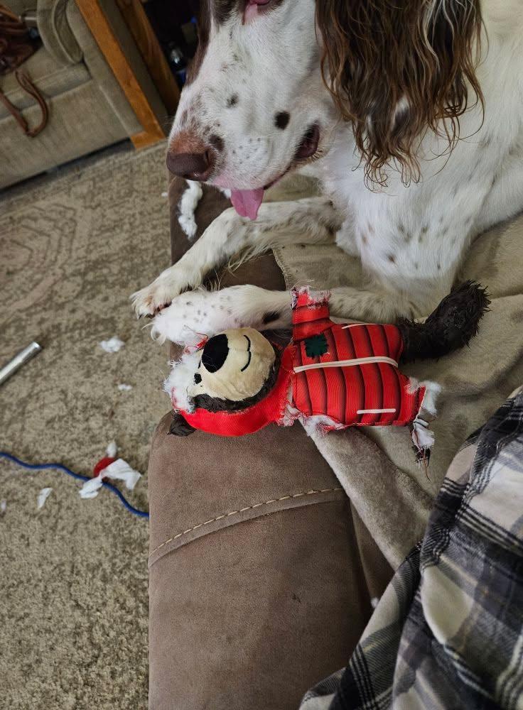 After an hour giving to Dylan this is what he did...conquer and destroy!! Minus 1.5 arms, 1 leg, and a hat. Oh and a squeaker