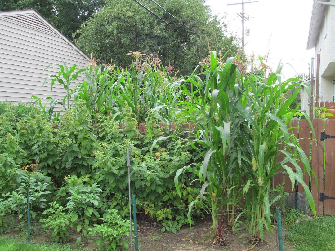 multi-color corn, plus the raspberry patch, and some jalapeno and habenero pepper plants.