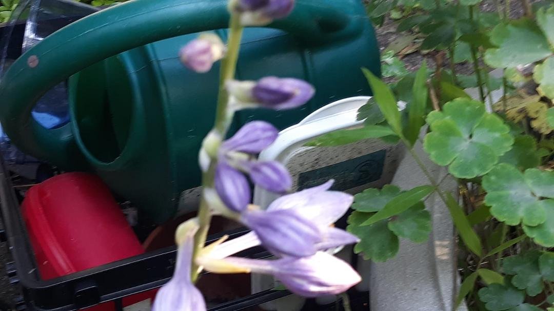 first hosta flowers....this is the kind that self-seeds so, if the deer would leave them alone, I'd have hundreds.