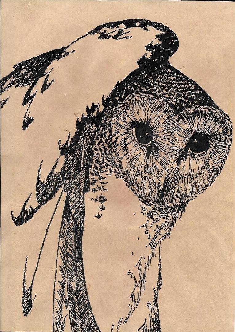 Julee Bosse did this snowy owl pen and ink for me a long time ago, ca. 1973. I thought I'd share it with all.