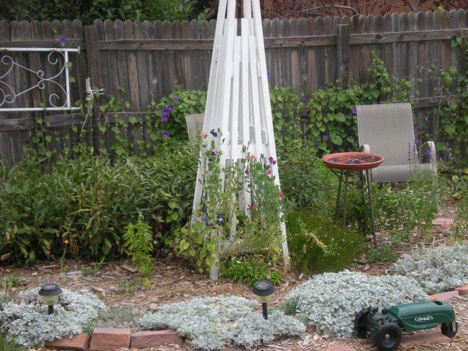 Alan Cunningham's album, our backyard  9-14-2011