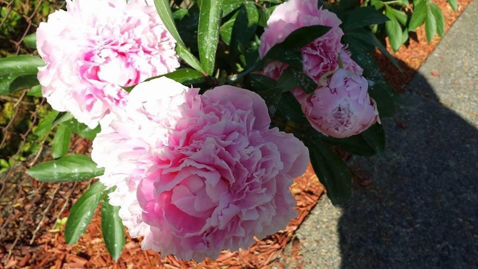 Esther Pittman's album, Timeline Photos