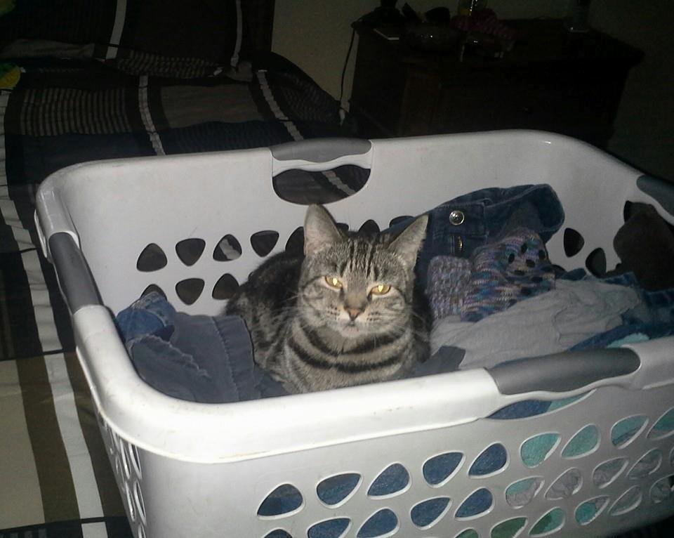 Kitty keeping the laundry ektra dry