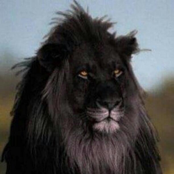 Happy World Lion Day!!