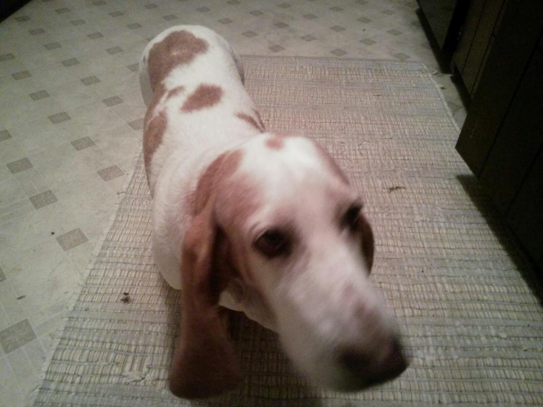 Foster Mandy 2 weeks after HW treatment doing good now!!!