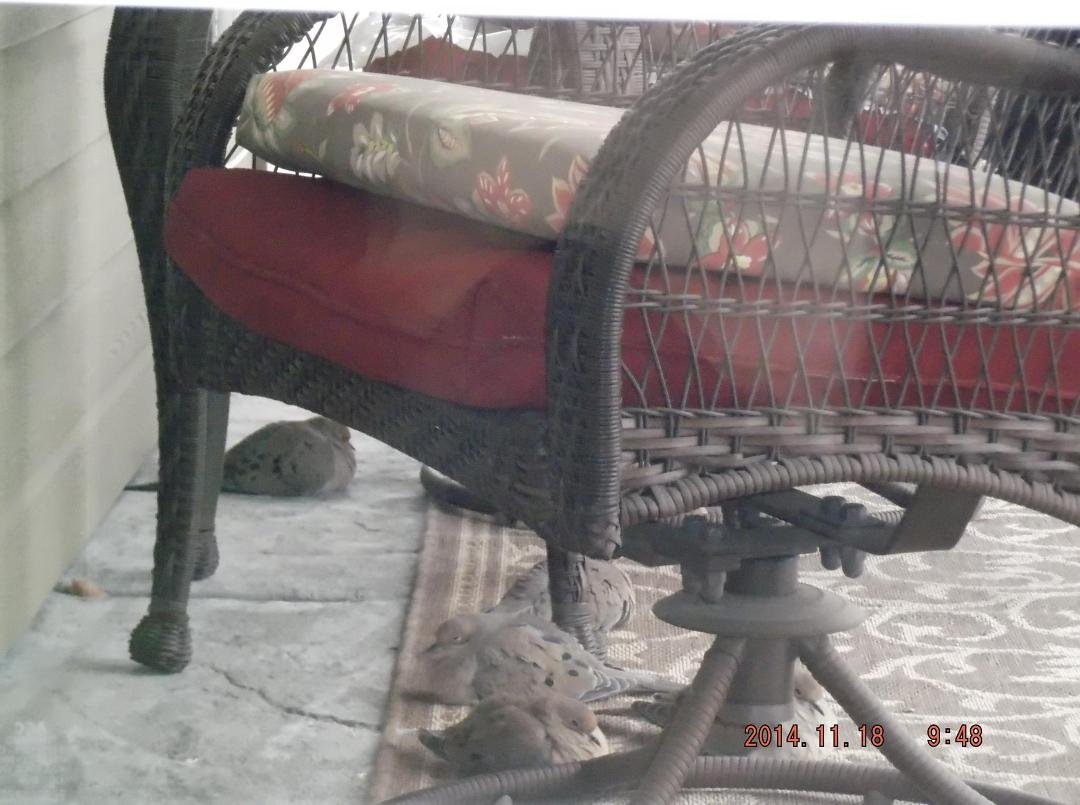Sweet little doves trying to stay warm under the patio furniture :)