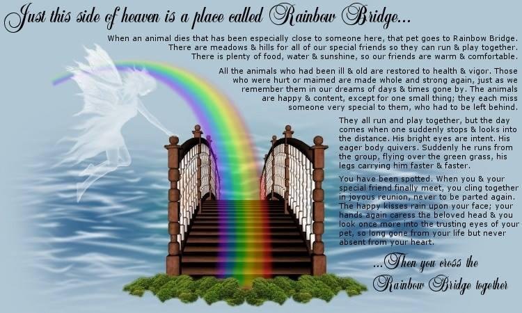 How many of you believe in that besides Dogs go to Heaven...all our special 4-legged ones go to the Rainbow Bridge to wait for us and that includes all animals that were your loving devotion family member!
And how many hav