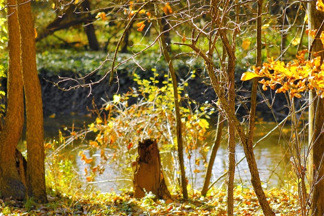 Happy Thanksgiving
A walk in the forest
It is fall and the trees are a washed in spectacular colors as the leaves hold on with the last strength of its stem.
The golds almost blind us as the sun points out each vein and