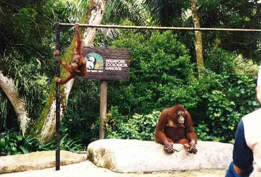 If I ever go back, the zoo has ' Breakfast with the Orangutans'!. Food fight?? From May 1999