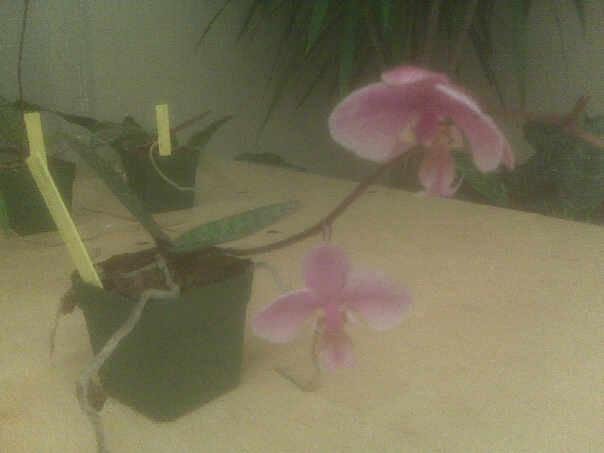 Phalaenopsis schilleriana