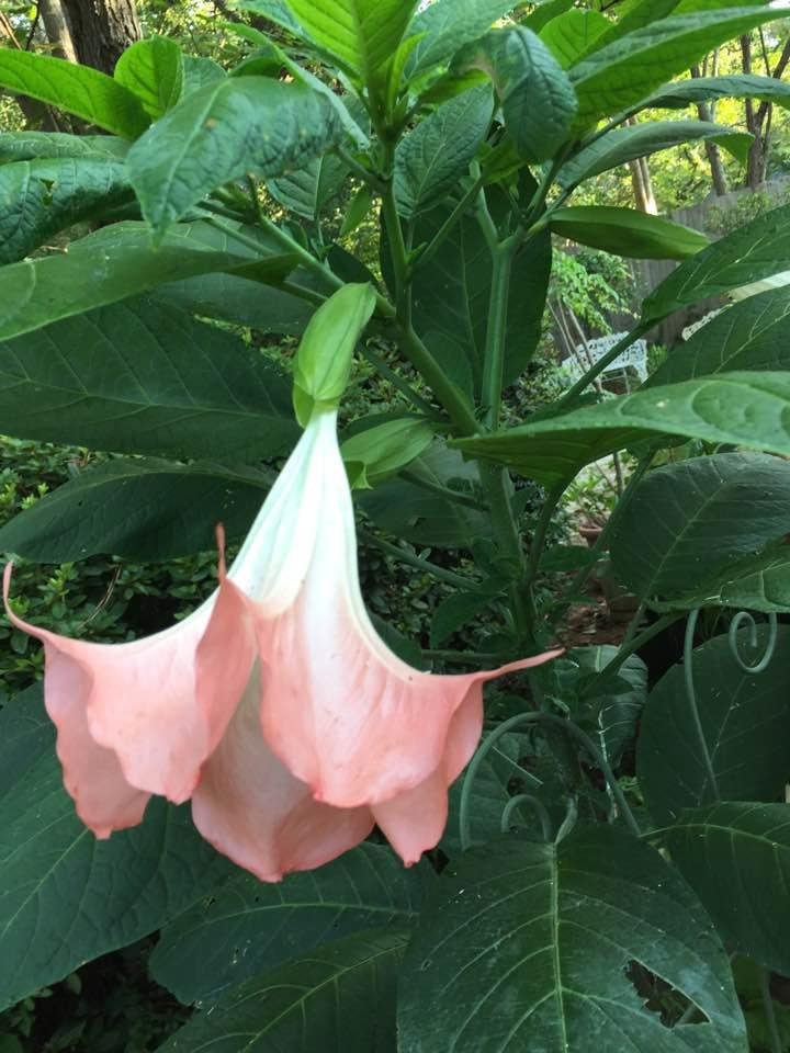 I love my flower, an Angel Trumpet . Wish my yellow one would bloom.