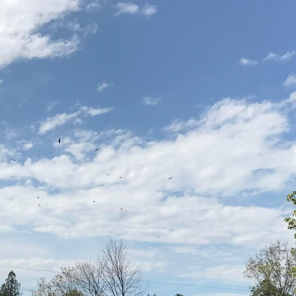 If u look hard, the eagles are soaring