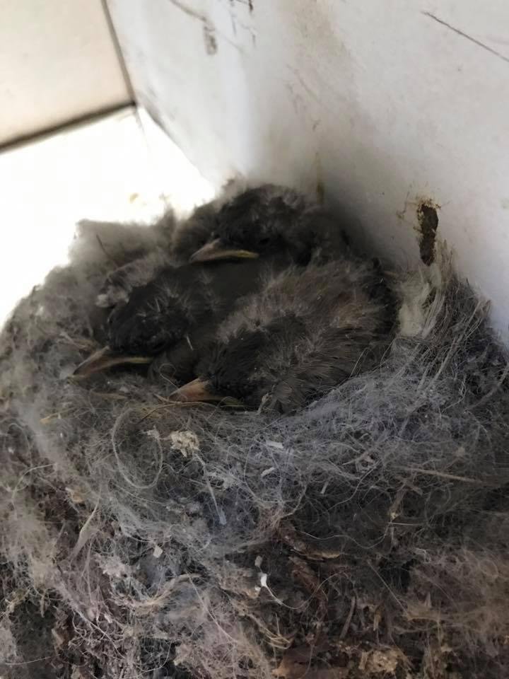 Down to 3 chicks, but they're growing.