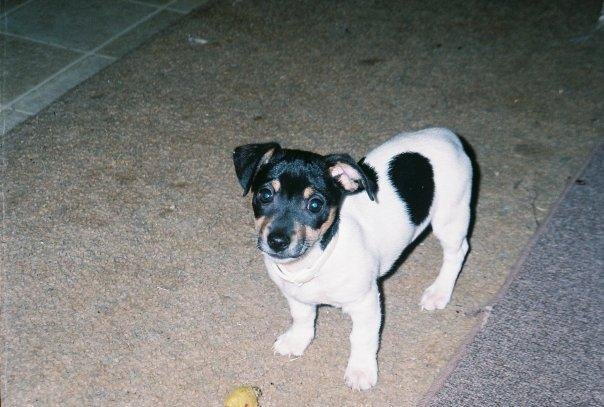 My new puppy, Sissy. She is a 12 week old Rat Terrier.