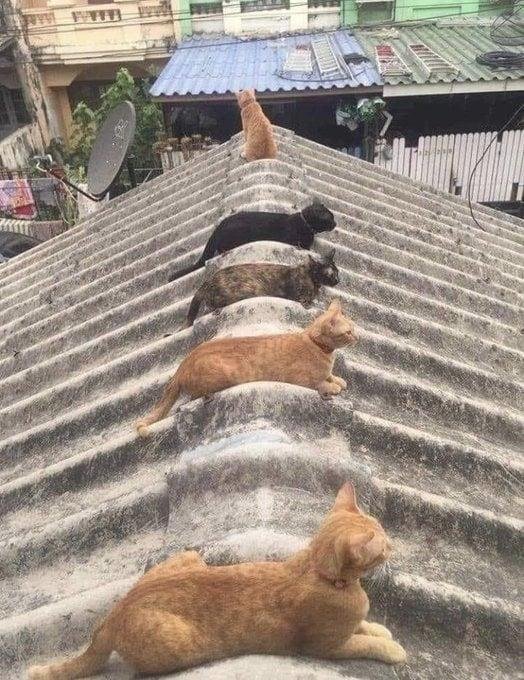 Social Distance.
