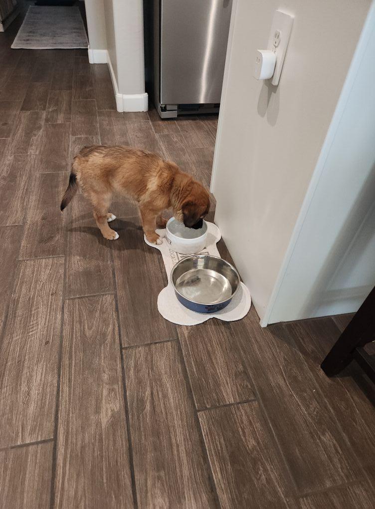 Our new addition. Shes a rescue and the absolute sweetest little baby. She has a very calm disposition. Her name is aliza... meaning rhe happiness a daughter brings to ur home our cat is hiding and our chihuahua hates her,